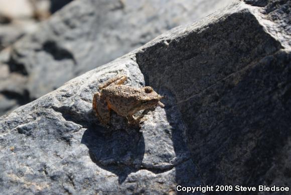 California Treefrog (Pseudacris cadaverina)