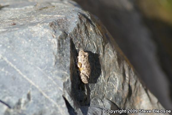 California Treefrog (Pseudacris cadaverina)