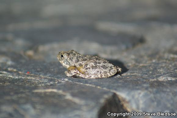 California Treefrog (Pseudacris cadaverina)