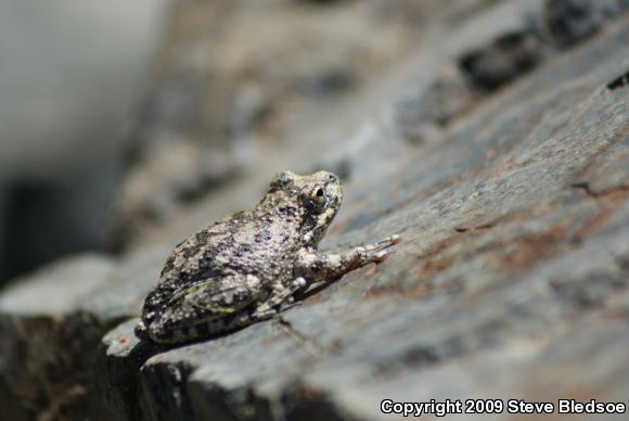 California Treefrog (Pseudacris cadaverina)