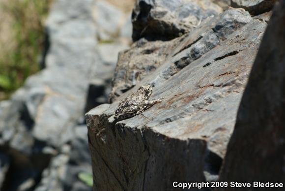 California Treefrog (Pseudacris cadaverina)