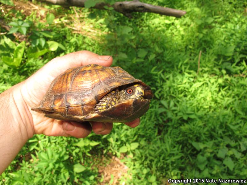 Eastern Box Turtle (Terrapene carolina carolina)