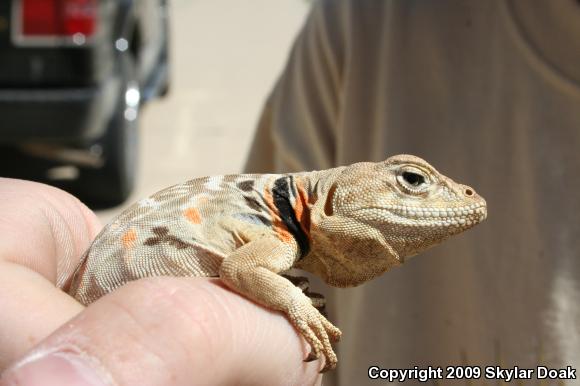 Baja California Collared Lizard (Crotaphytus vestigium)