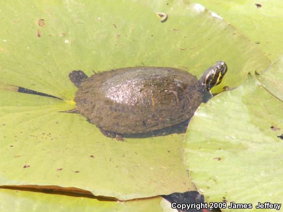 River Cooter (Pseudemys concinna)