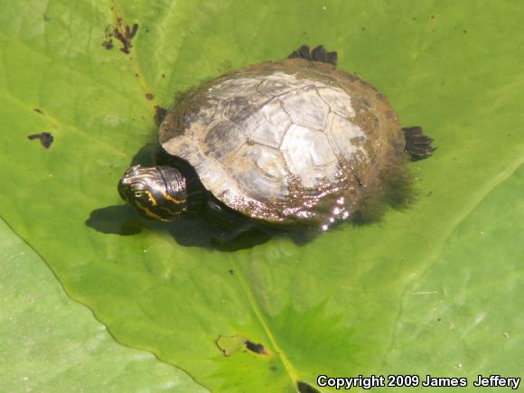 River Cooter (Pseudemys concinna)