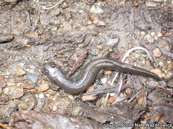 Northern Dusky Salamander (Desmognathus fuscus)