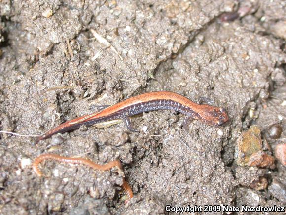 Eastern Red-backed Salamander (Plethodon cinereus)