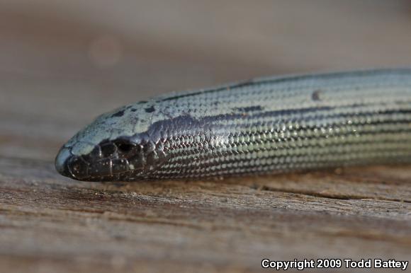 California Legless Lizard (Anniella pulchra)