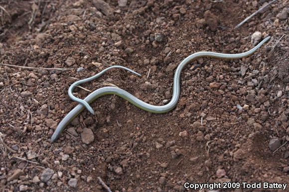 California Legless Lizard (Anniella pulchra)