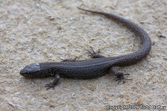 Desert Night Lizard (Xantusia vigilis vigilis)