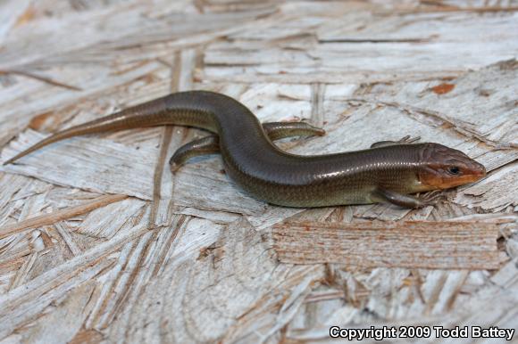 Western Redtail Skink (Plestiodon gilberti rubricaudatus)