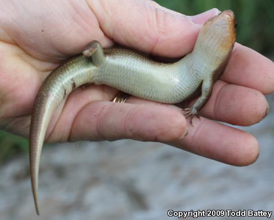 Western Redtail Skink (Plestiodon gilberti rubricaudatus)