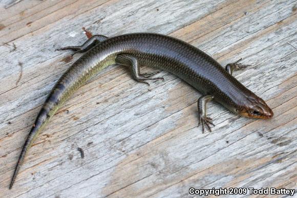 Western Redtail Skink (Plestiodon gilberti rubricaudatus)