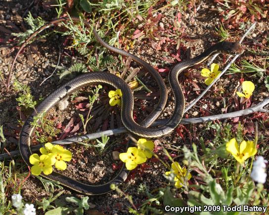 California Striped Racer (Coluber lateralis lateralis)