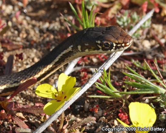 California Striped Racer (Coluber lateralis lateralis)