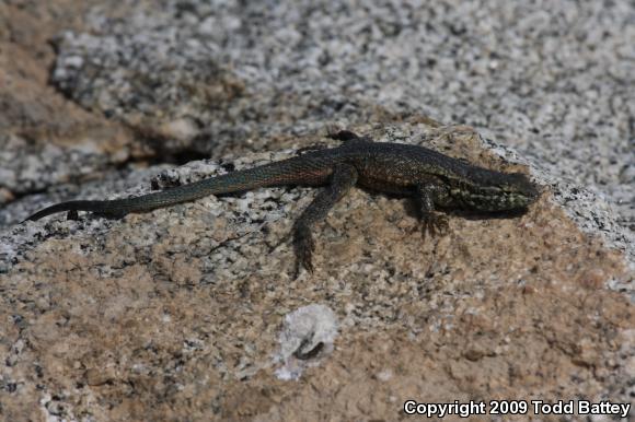 Western Side-blotched Lizard (Uta stansburiana elegans)