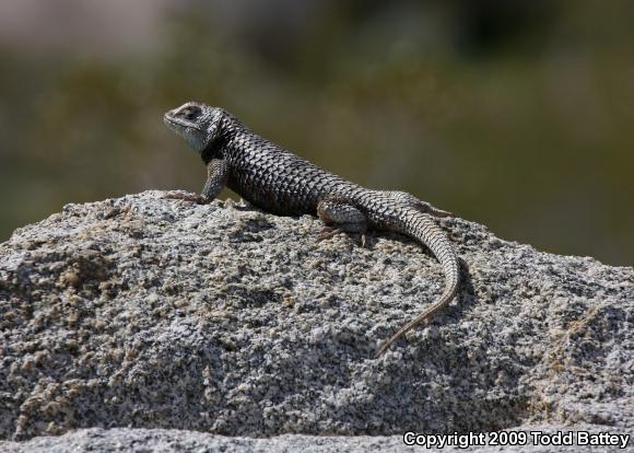 Yellow-backed Spiny Lizard (Sceloporus uniformis)