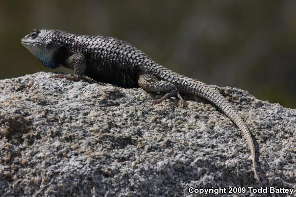 Yellow-backed Spiny Lizard (Sceloporus uniformis)