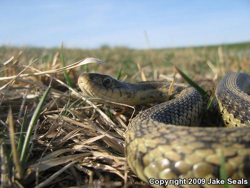 Eastern Gartersnake (Thamnophis sirtalis sirtalis)