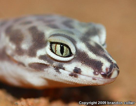 Desert Banded Gecko (Coleonyx variegatus variegatus)