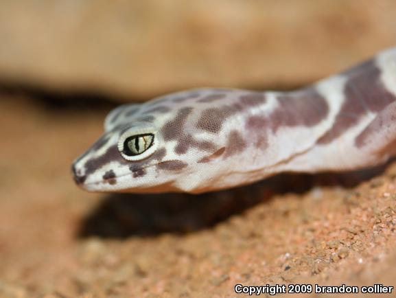 Desert Banded Gecko (Coleonyx variegatus variegatus)