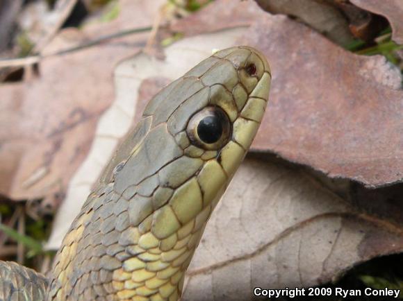 Eastern Gartersnake (Thamnophis sirtalis sirtalis)