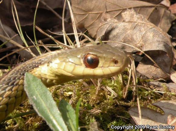 Eastern Gartersnake (Thamnophis sirtalis sirtalis)