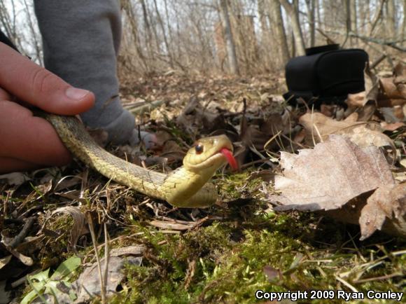 Eastern Gartersnake (Thamnophis sirtalis sirtalis)