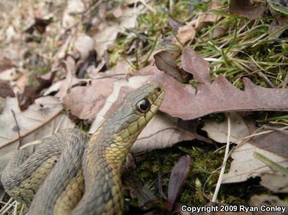 Eastern Gartersnake (Thamnophis sirtalis sirtalis)