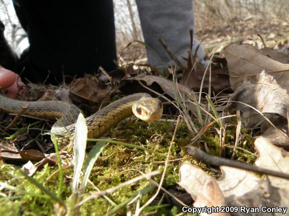 Eastern Gartersnake (Thamnophis sirtalis sirtalis)