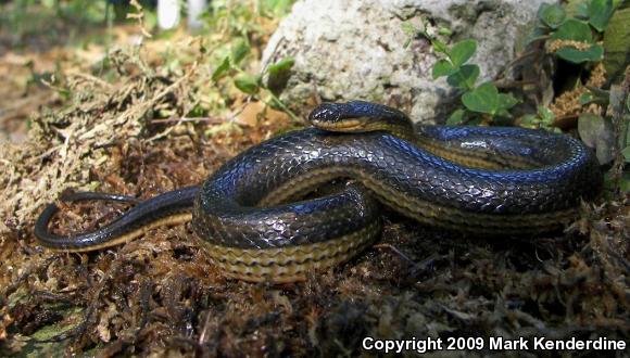 Striped Crayfish Snake (Regina alleni)