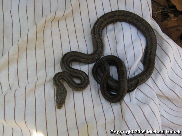 Yellow Ratsnake (Pantherophis obsoletus quadrivittatus)