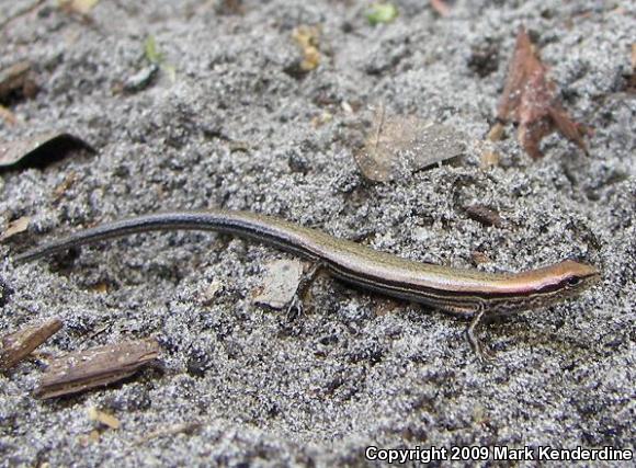 Little Brown Skink (Scincella lateralis)