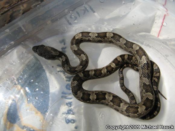 Yellow Ratsnake (Pantherophis obsoletus quadrivittatus)