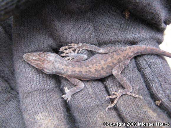 Northern Green Anole (Anolis carolinensis carolinensis)