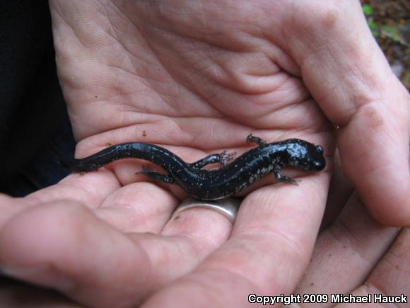 Atlantic Coast Slimy Salamander (Plethodon chlorobryonis)