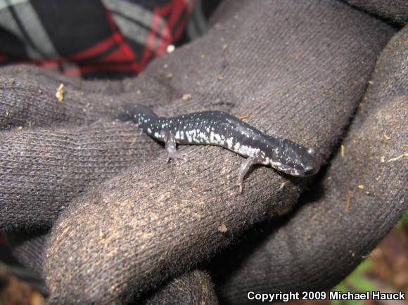 Atlantic Coast Slimy Salamander (Plethodon chlorobryonis)