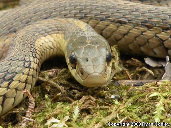 Eastern Gartersnake (Thamnophis sirtalis sirtalis)