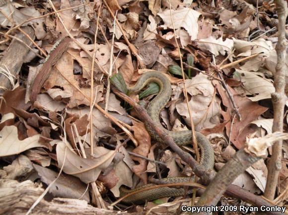 Eastern Gartersnake (Thamnophis sirtalis sirtalis)