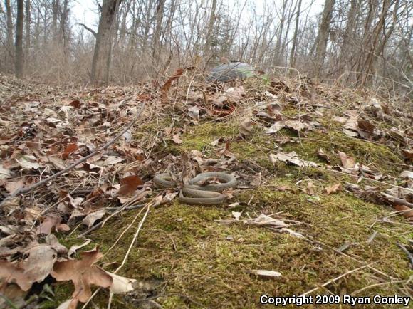 Eastern Gartersnake (Thamnophis sirtalis sirtalis)