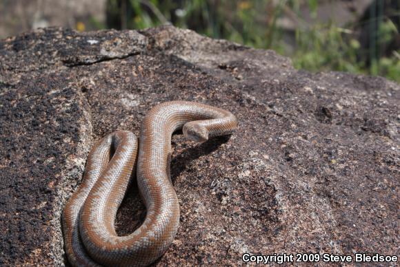 Coastal Rosy Boa (Lichanura trivirgata roseofusca)