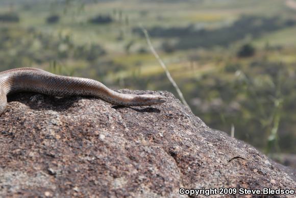 Coastal Rosy Boa (Lichanura trivirgata roseofusca)