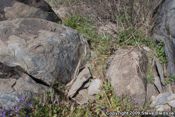 Coastal Rosy Boa (Lichanura trivirgata roseofusca)