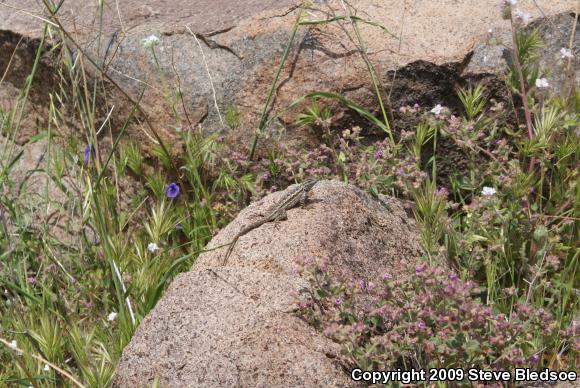 Great Basin Fence Lizard (Sceloporus occidentalis longipes)