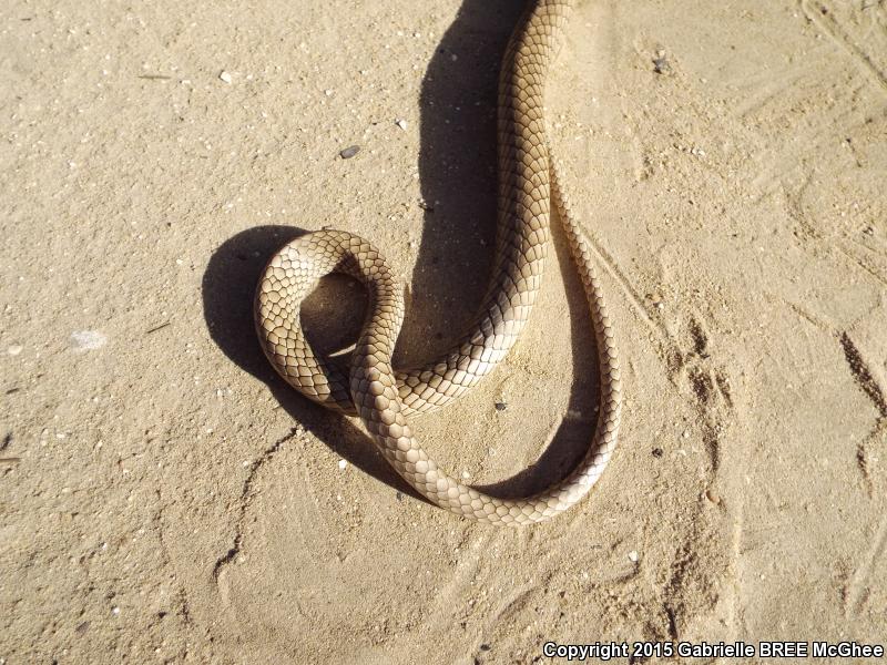 Eastern Coachwhip (Coluber flagellum flagellum)