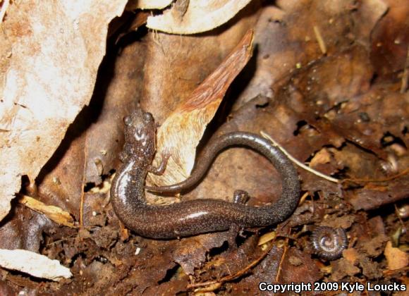 Eastern Red-backed Salamander (Plethodon cinereus)