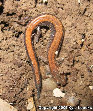 Eastern Red-backed Salamander (Plethodon cinereus)