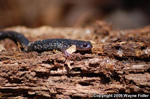 Atlantic Coast Slimy Salamander (Plethodon chlorobryonis)