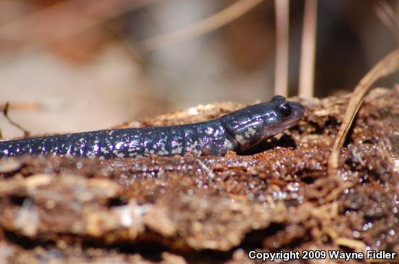 Atlantic Coast Slimy Salamander (Plethodon chlorobryonis)