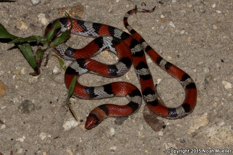 Florida Scarletsnake (Cemophora coccinea coccinea)